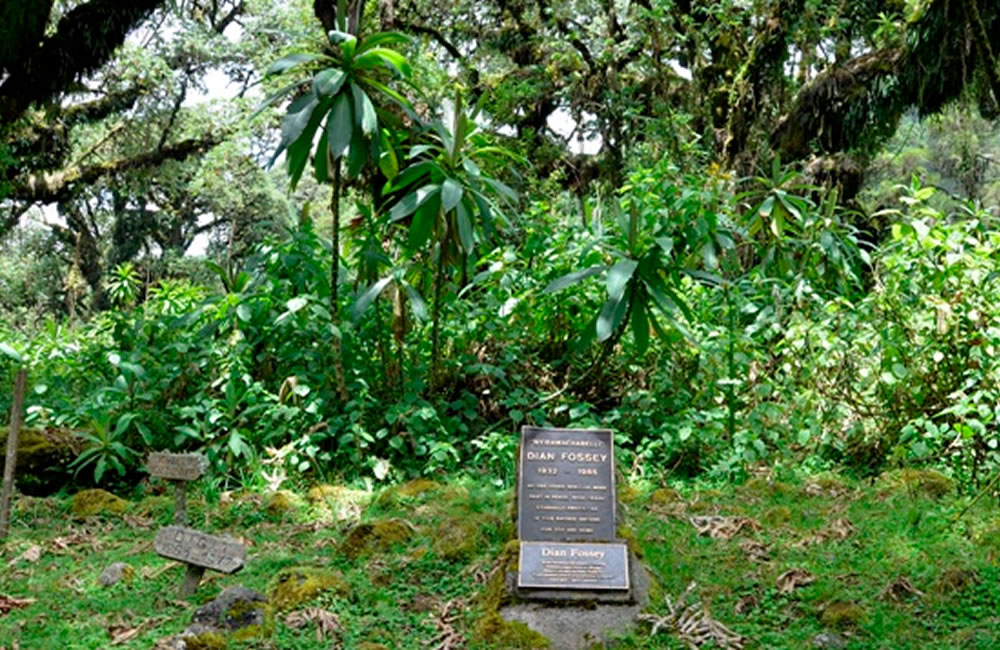 Dian Fossey : The World Renowned Primatologist